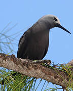 Lesser Noddy