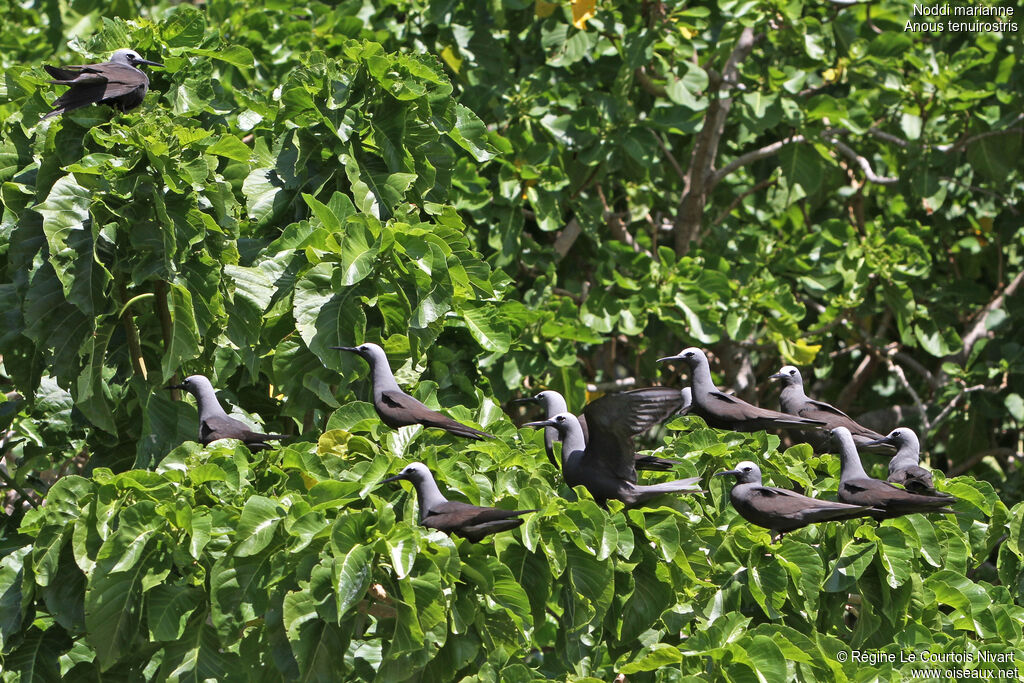 Lesser Noddy