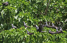 Lesser Noddy