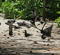 Lesser Noddy