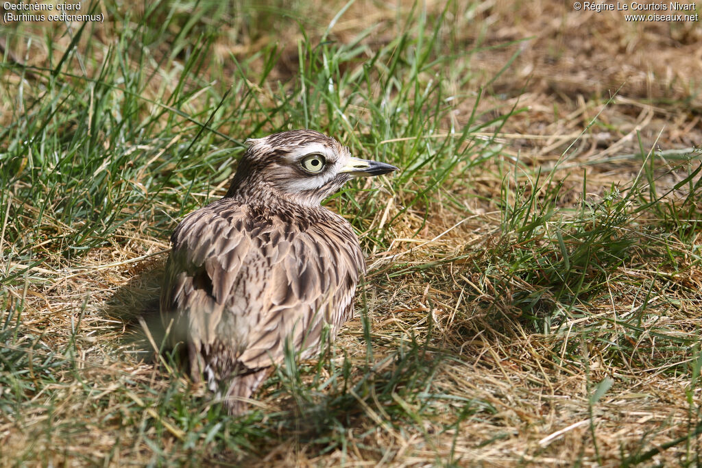 Eurasian Stone-curlew