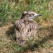 Eurasian Stone-curlew