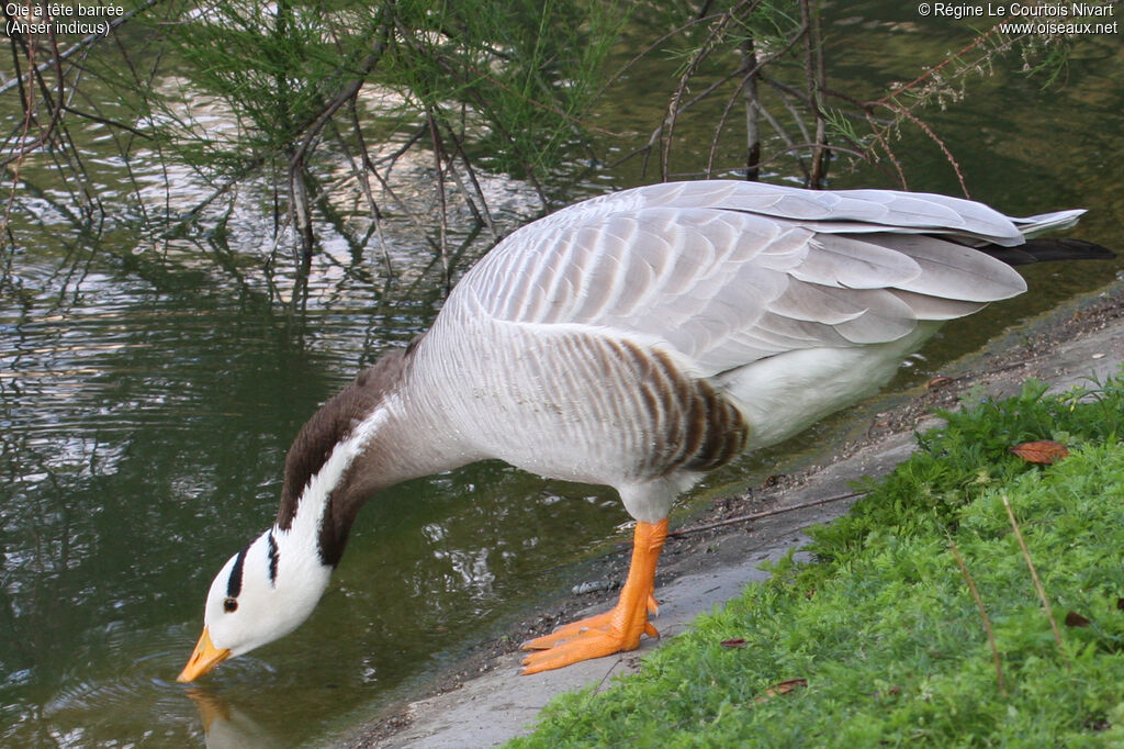 Bar-headed Goose