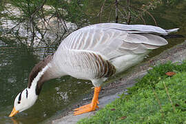 Bar-headed Goose