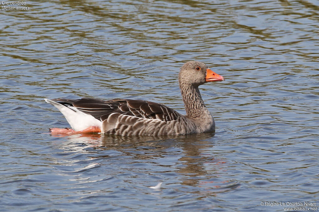 Greylag Goose