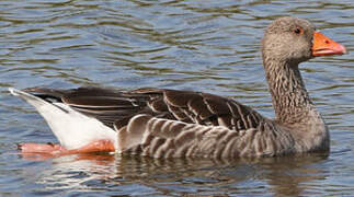 Greylag Goose