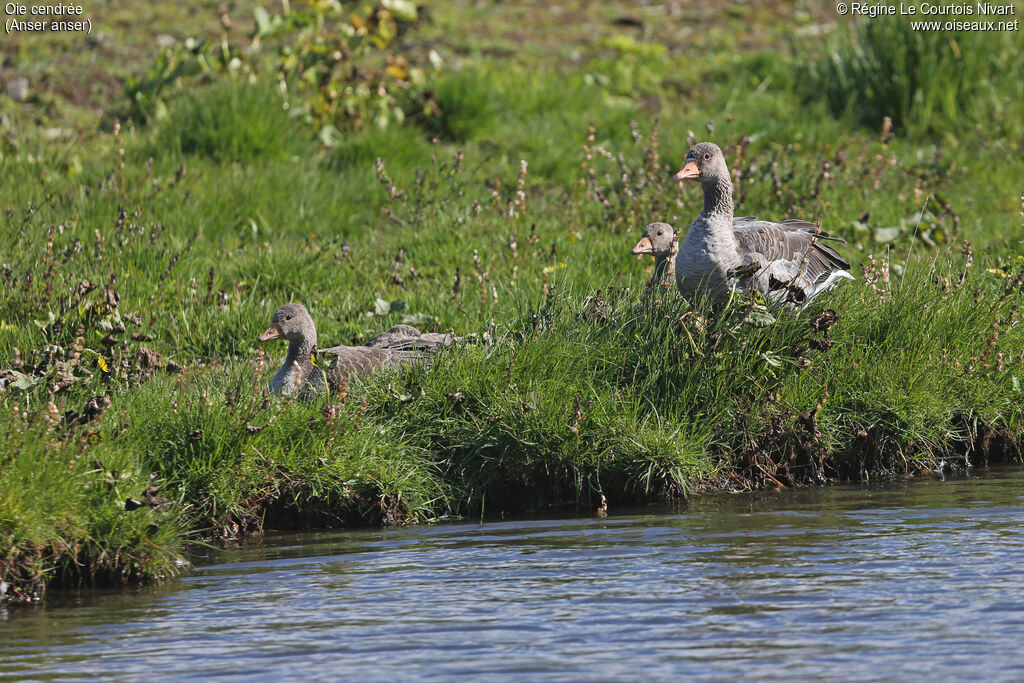 Greylag Goose