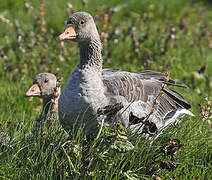 Greylag Goose