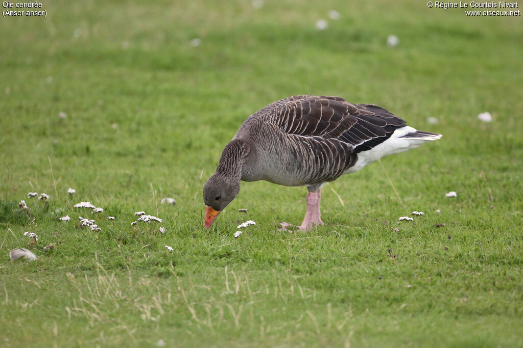 Greylag Goose