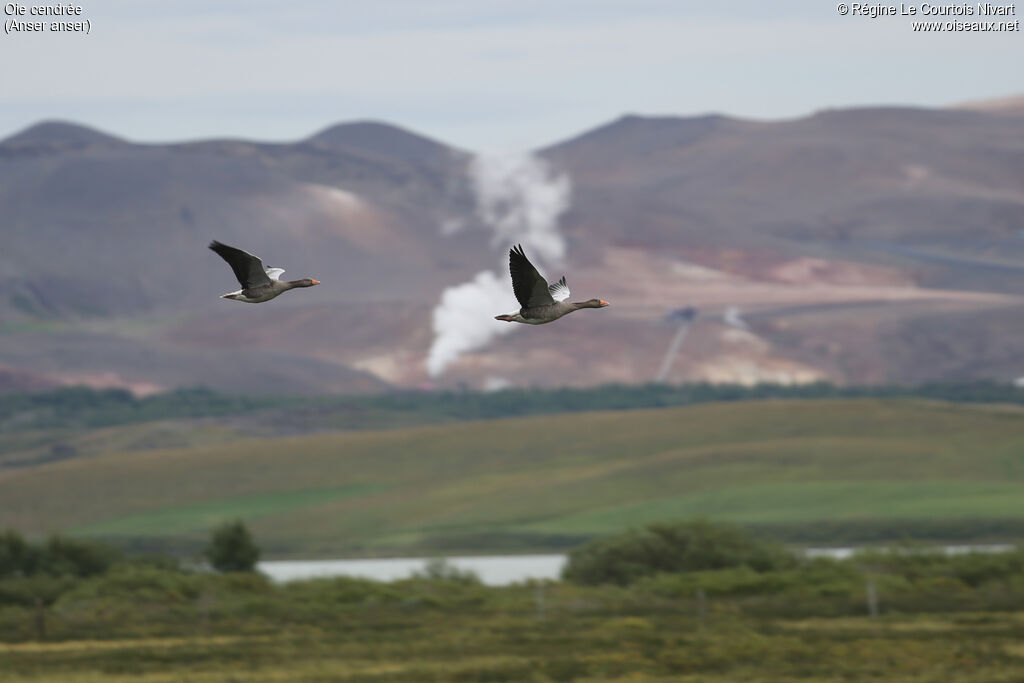 Greylag Goose