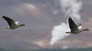 Greylag Goose