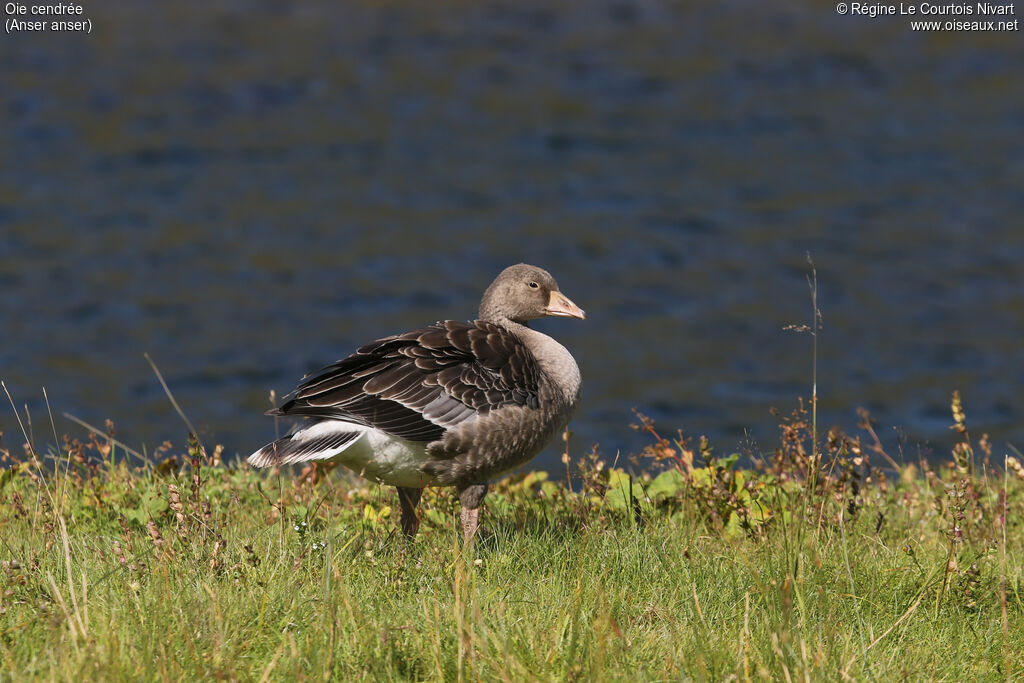 Greylag Goose