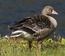 Greylag Goose