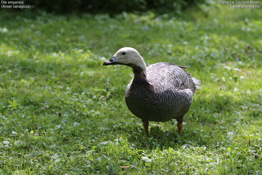 Emperor Goose