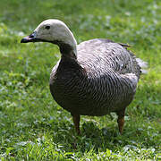 Emperor Goose