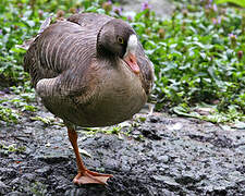 Lesser White-fronted Goose