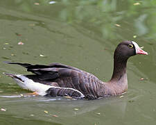 Lesser White-fronted Goose