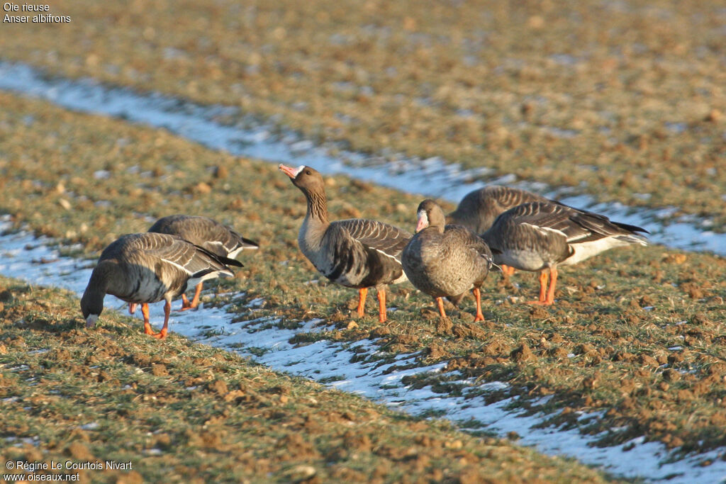 Greater White-fronted Goose, feeding habits