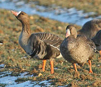 Greater White-fronted Goose