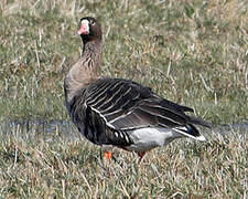 Greater White-fronted Goose