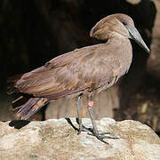 Hamerkop