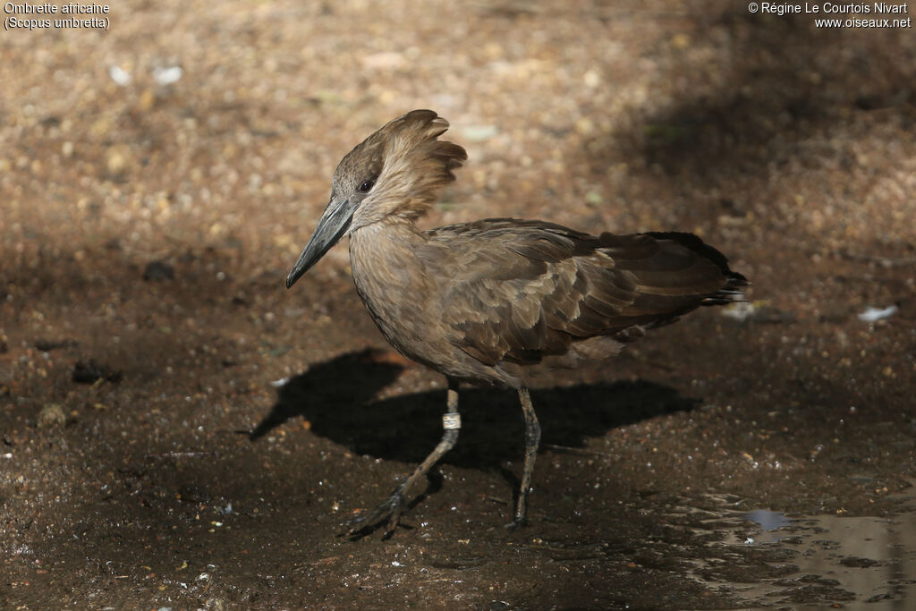 Hamerkop