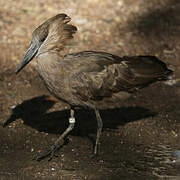 Hamerkop