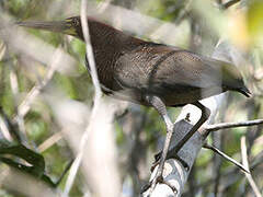 Rufescent Tiger Heron