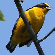 Thick-billed Euphonia