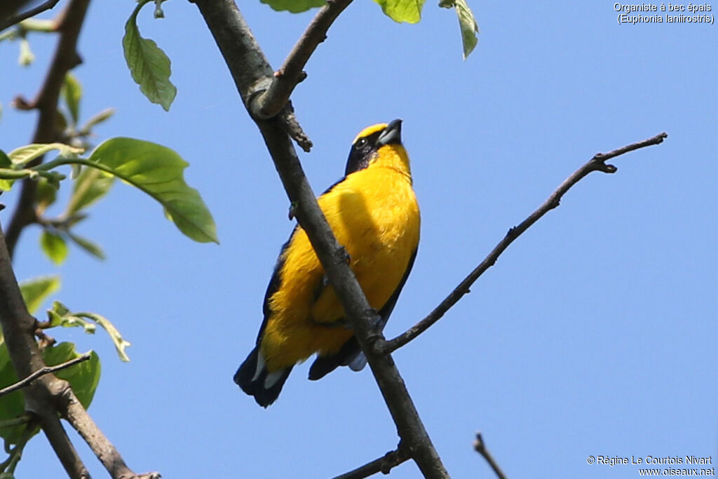 Thick-billed Euphonia