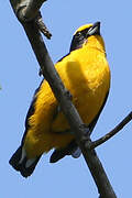 Thick-billed Euphonia