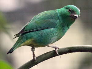 Organiste à calotte bleue