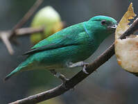 Organiste à calotte bleue