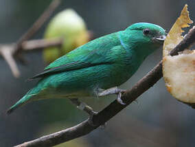 Organiste à calotte bleue