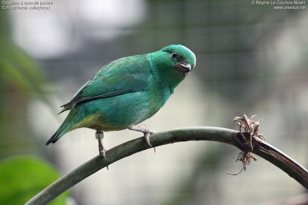 Organiste à sourcils jaunes