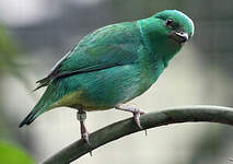 Organiste à sourcils jaunes