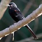 Oriole à galons