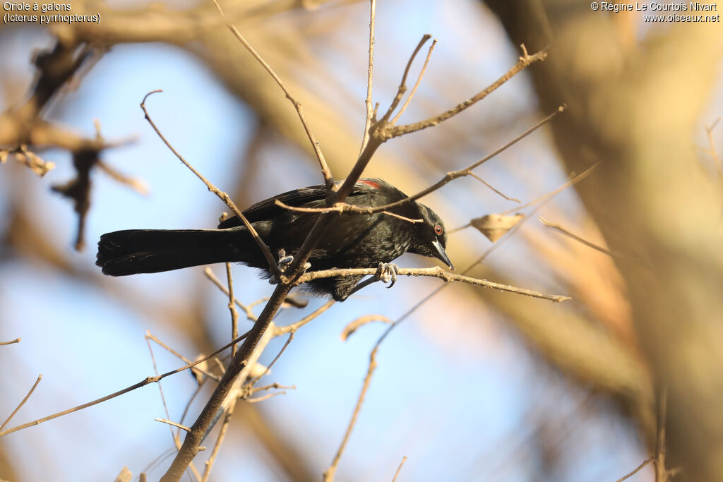 Oriole à galons