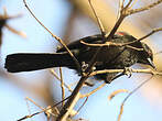 Oriole à galons