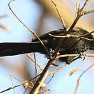 Oriole à galons
