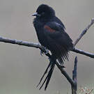 Oriole à galons