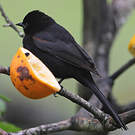 Oriole à galons