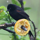 Oriole à galons