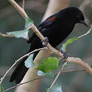 Oriole à galons
