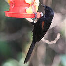 Oriole à galons