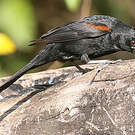 Oriole à galons