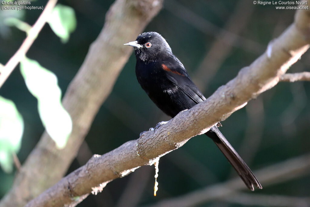 Oriole variable