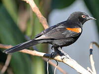 Oriole variable