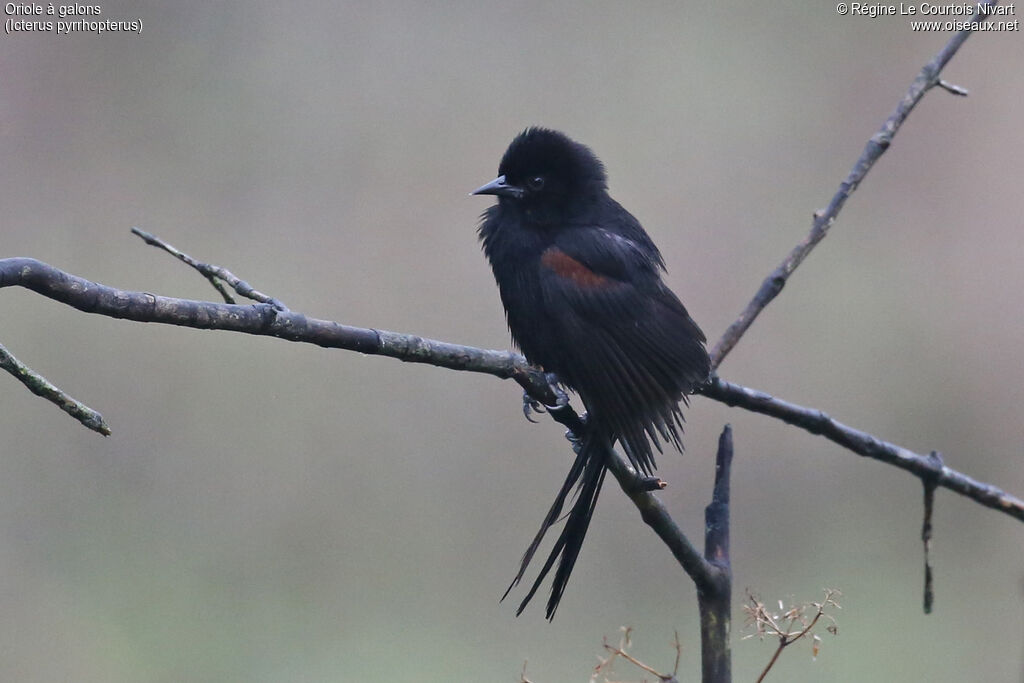 Oriole variable