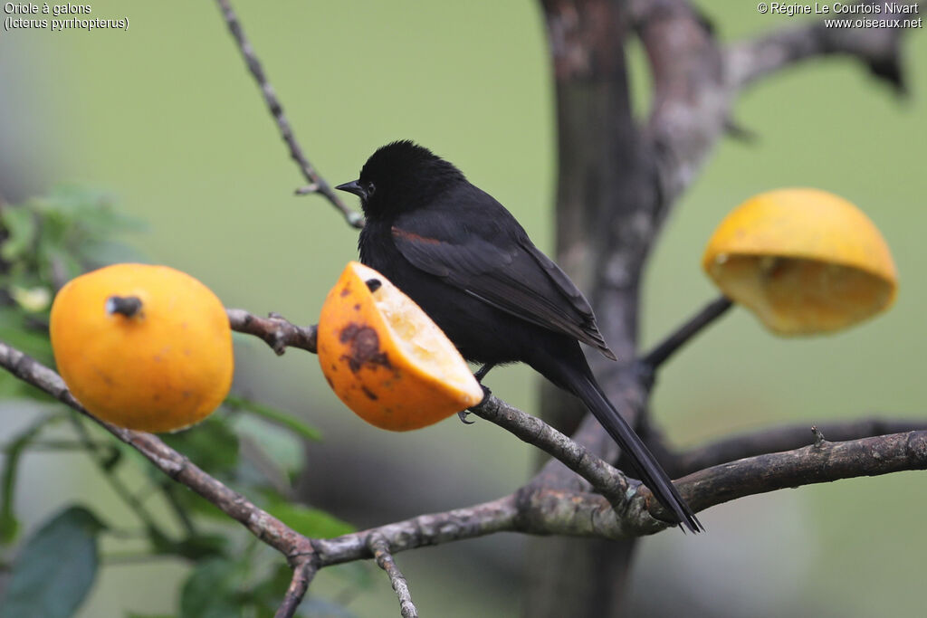 Oriole variable